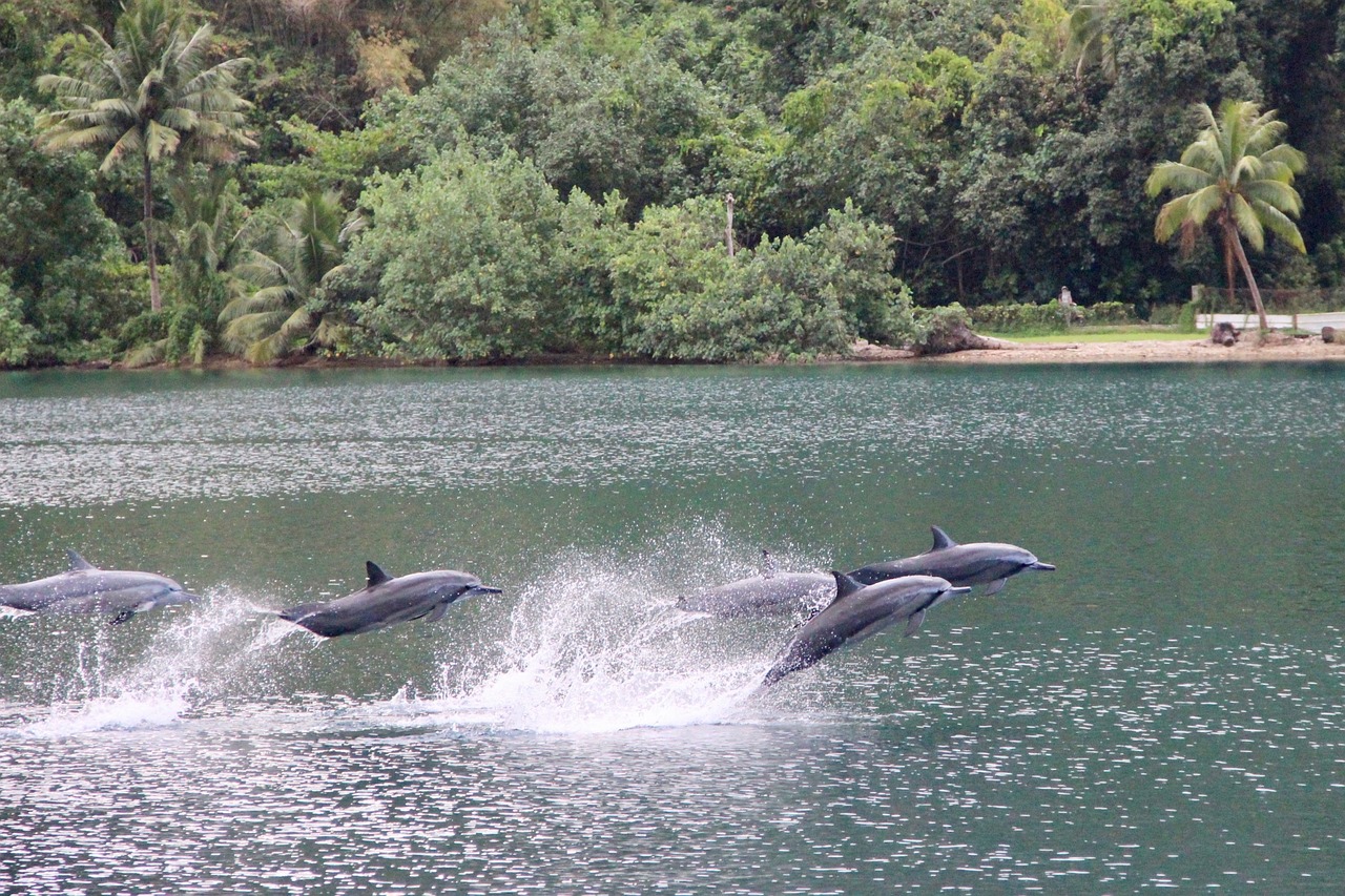 Dolphins leaping in water near a shore with sand and green bushes