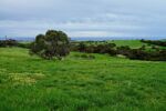 A beautiful rolling meadow spotted with a few trees and blue sky and ocean in background