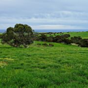 A beautiful rolling meadow spotted with a few trees and blue sky and ocean in background