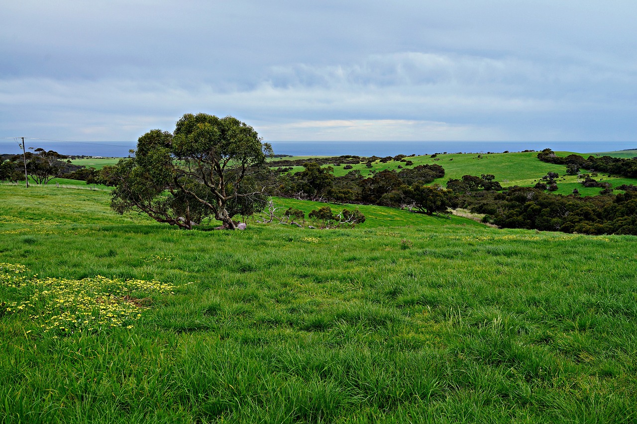 A beautiful rolling meadow spotted with a few trees and blue sky in background