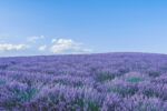 A beautiful field of lavender with a deep blue sky and a few white clouds