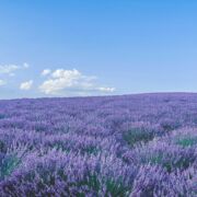 A beautiful field of lavender with a deep blue sky and a few white clouds