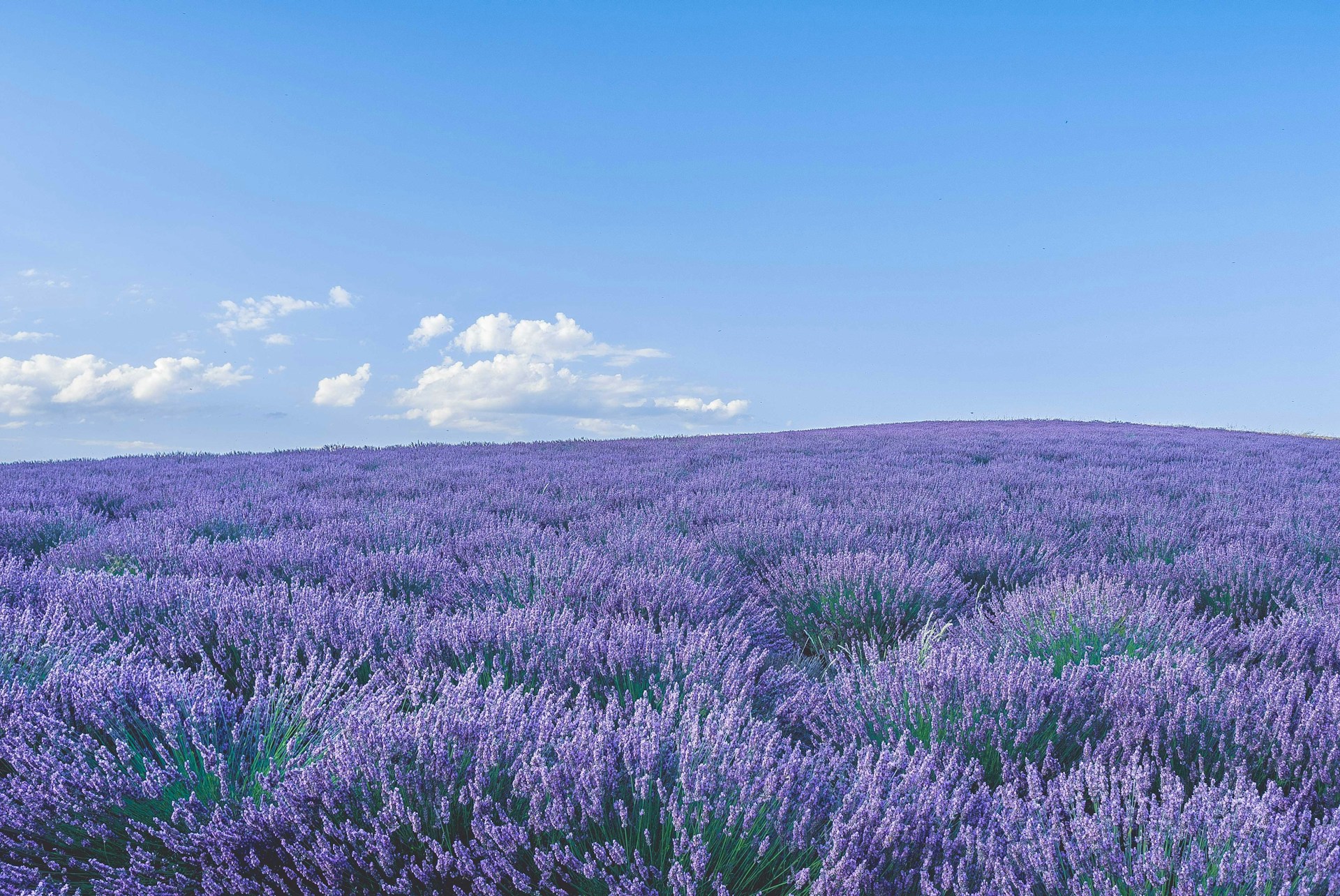 A beautiful field of lavender with a deep blue sky and a few white clouds