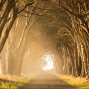 A path with an arch of trees surrounding it, made golden by the sun.