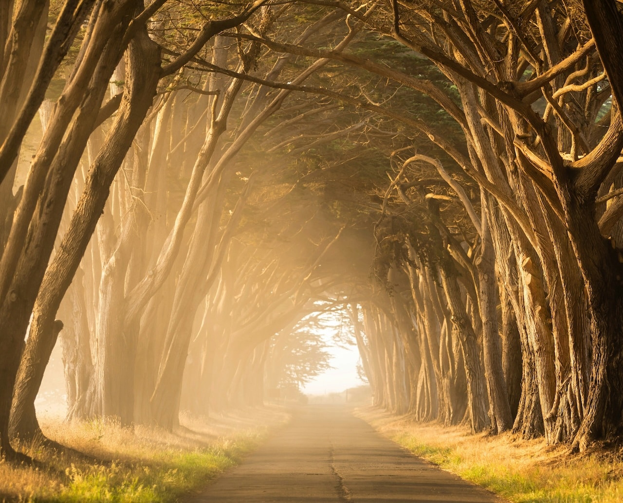 A path with an arch of trees surrounding it, made golden by the sun.
