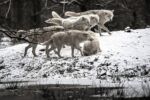 A pack of wolves in snow all in differing positions walking forward.