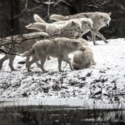 A pack of wolves in snow all in differing positions walking forward.