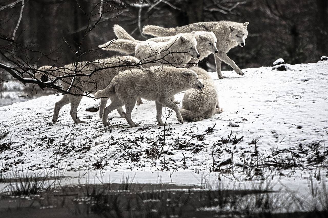 A pack of wolves in snow all in differing positions walking forward.