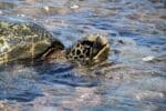 A tortoise swimming in clear water.