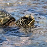 A tortoise swimming in clear water.