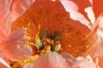 A beautiful pink peony flower blooming