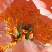 A beautiful pink peony flower blooming
