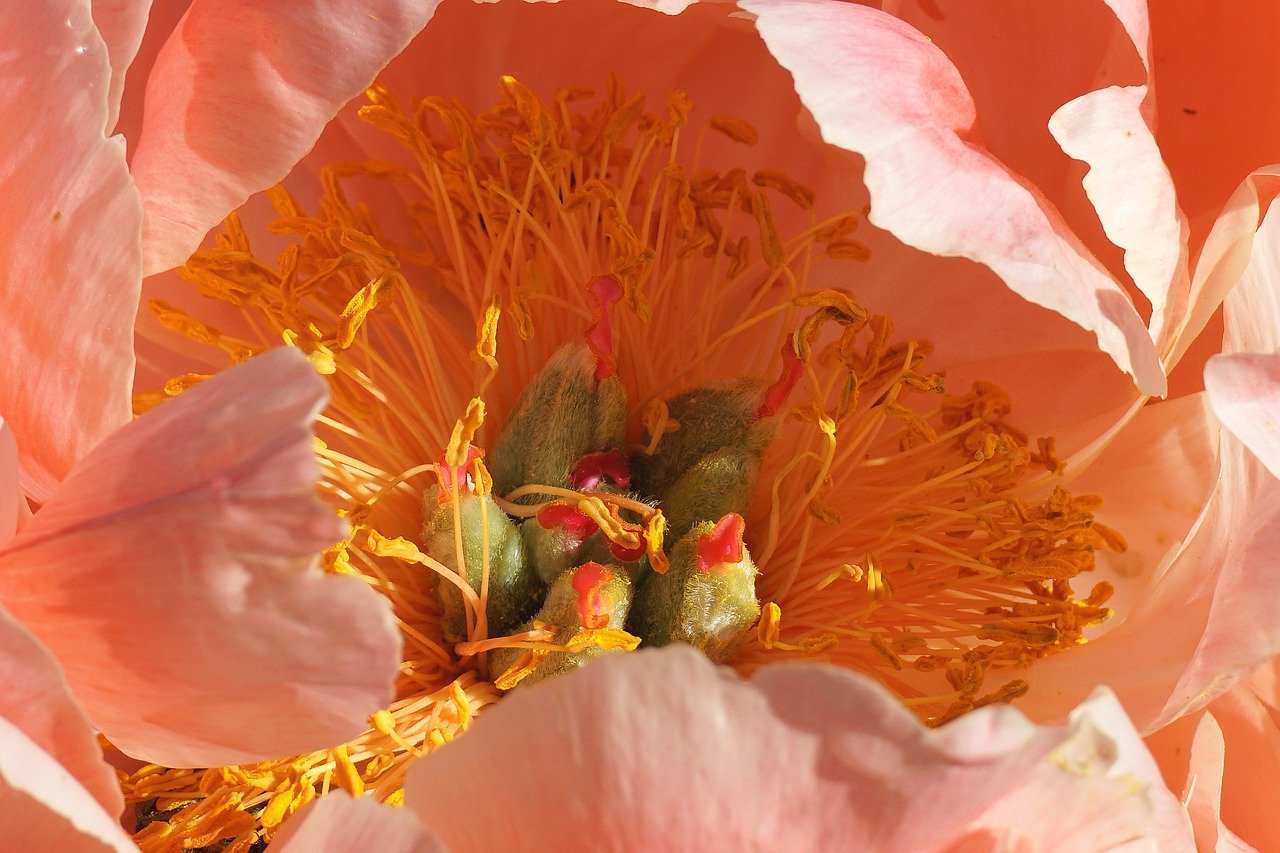 A beautiful pink peony flower blooming