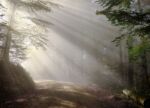 An obscured path in a forest with sunlight streaming through