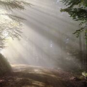An obscured path in a forest with sunlight streaming through