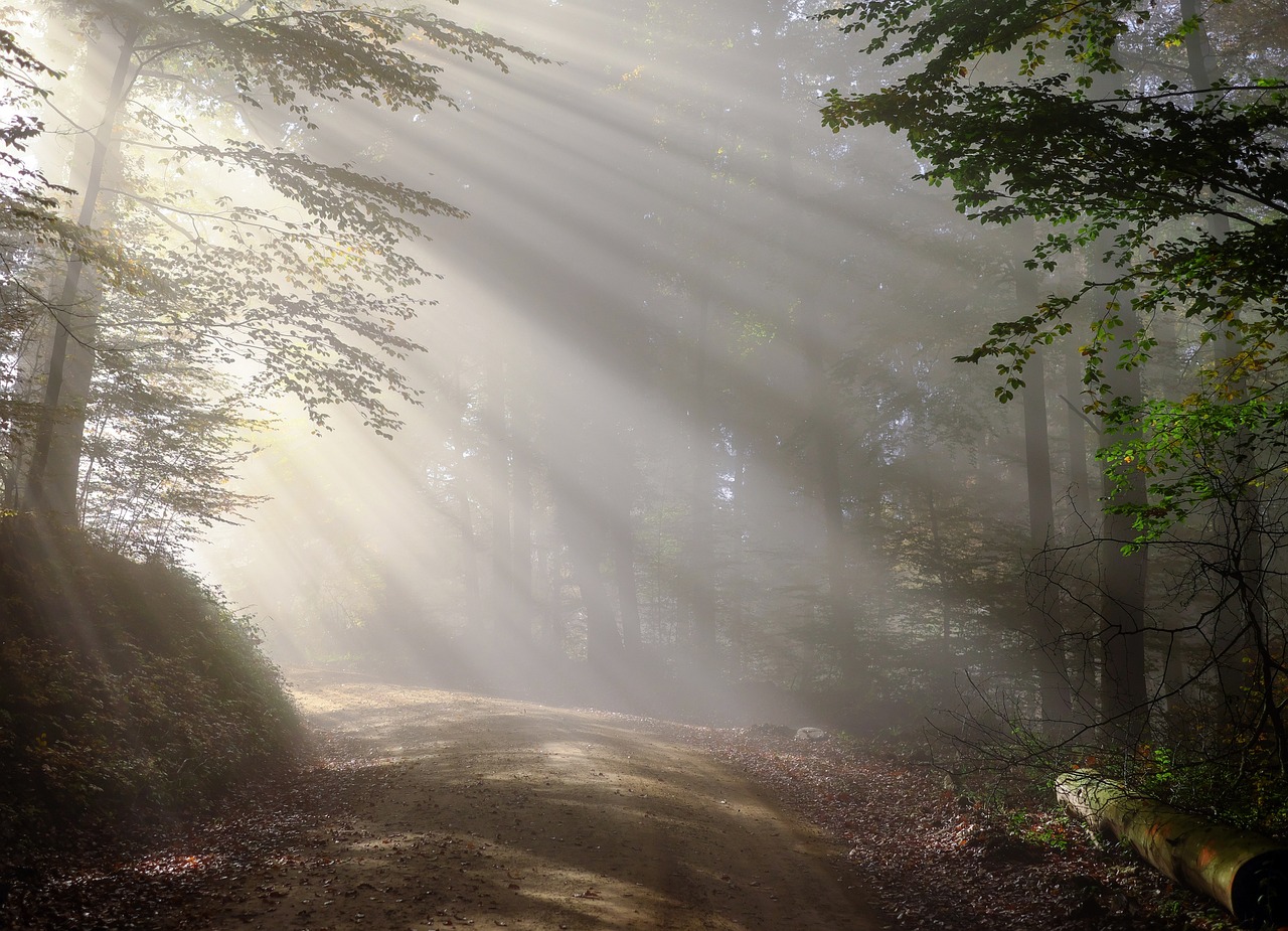 An obscured path in a forest with sunlight streaming through