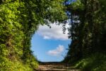 A green circle of trees and vines through which you can see blue sky and clouds.