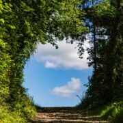 A green circle of trees and vines through which you can see blue sky and clouds.