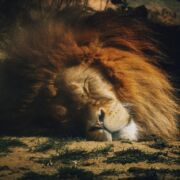 Lion sleeping