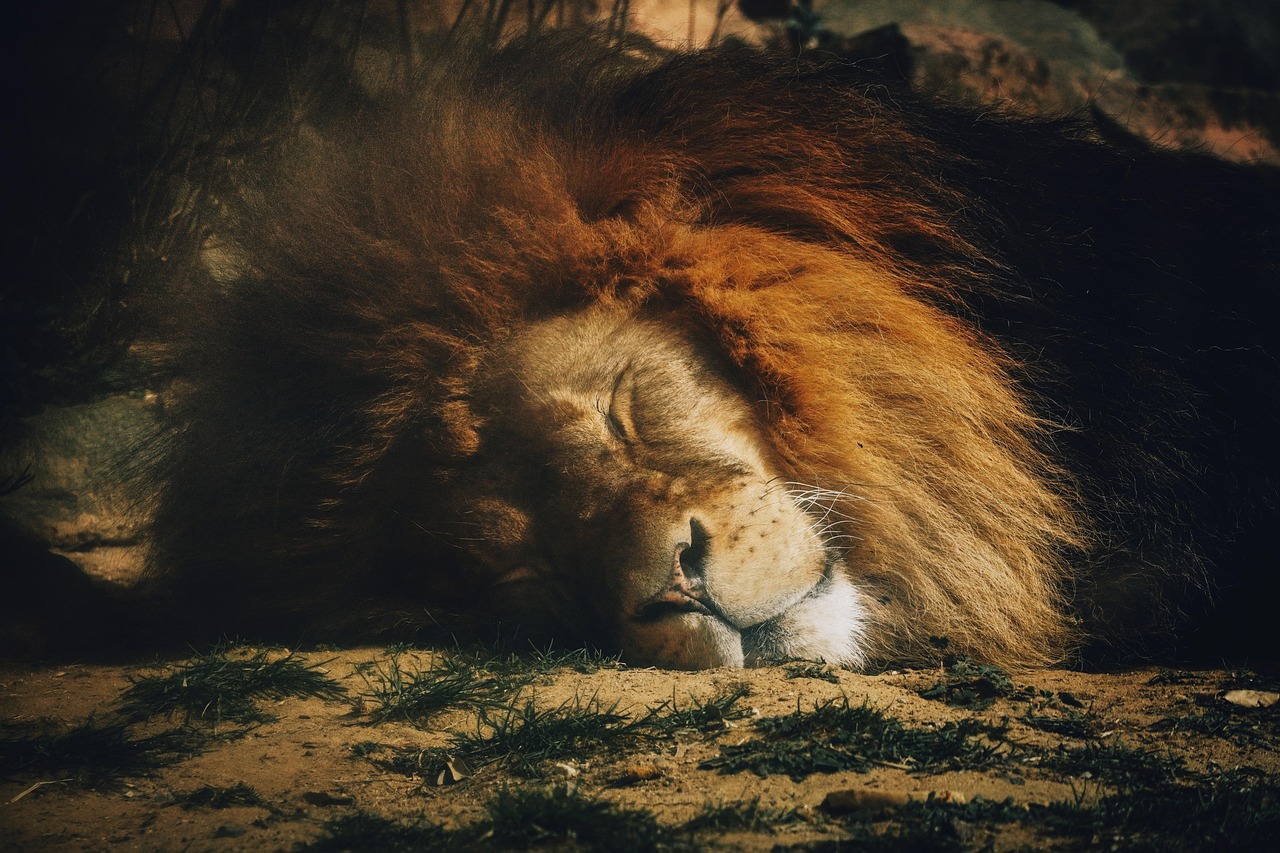 Lion sleeping