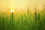 A green barley field at sunrise with a yellow glow.
