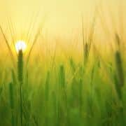 A green barley field at sunrise with a yellow glow.