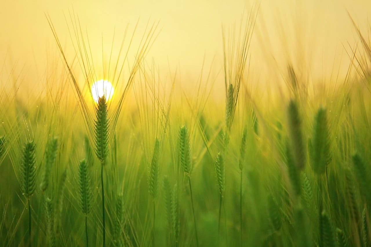 Sunrisekangbchpixabay A green barley field at sunrise with a yellow glow.