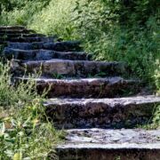 Stone stairs surrounded by green plants going uphill