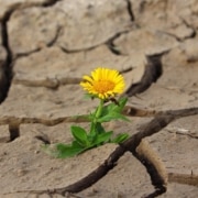 A small yellow flower coming up through hard, cracked brown dirt.