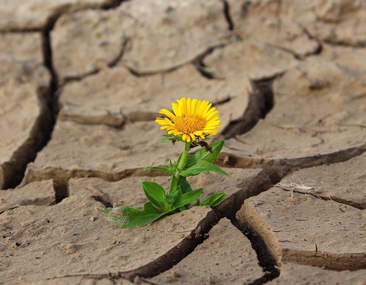 missing klimkinpixabay A small yellow flower coming up through hard, cracked brown dirt.