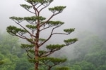 A beautiful tree shrouded in mist.