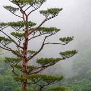 A beautiful tree shrouded in mist.