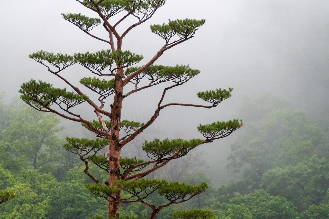 A beautiful tree shrouded in mist.