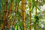 A stand of bamboo with green leaves