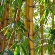 A stand of bamboo with green leaves