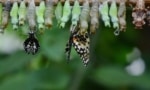 Multiple cocoons on a branch with three butterflies emerging.