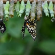 Multiple cocoons on a branch with three butterflies emerging.