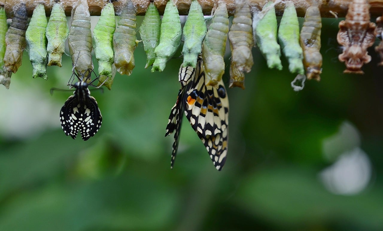 Multiple cocoons on a branch with three butterflies emerging.