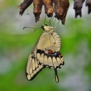 Cocoons on a branch with a yellow butterfly emerging from one