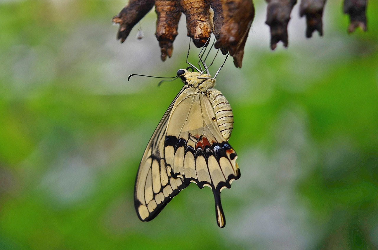 Cocoons on a branch with a yellow butterfly emerging from one