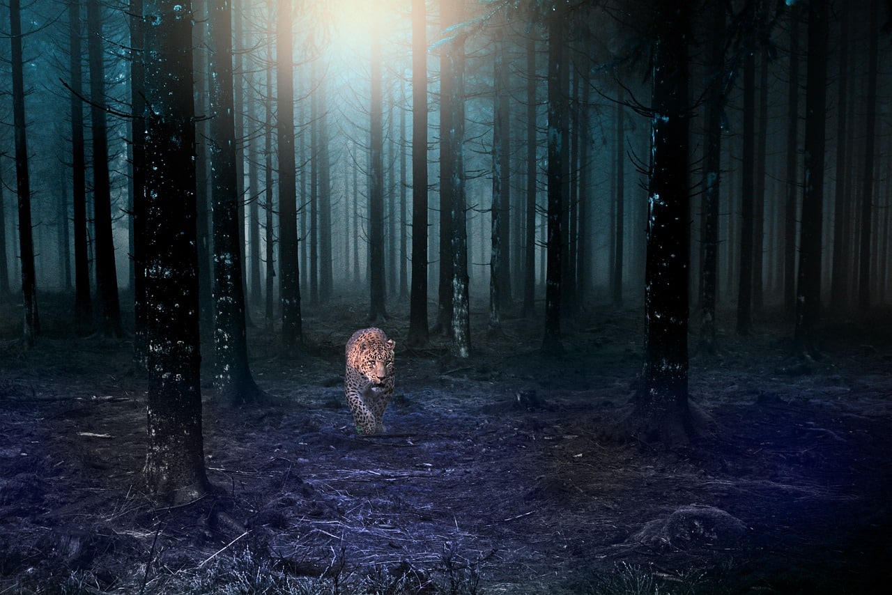 A jaguar walking in a dark forest of tall trees with moonlight shining through.