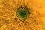 The green center of a yellow sunflower.