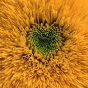 The green center of a yellow sunflower.