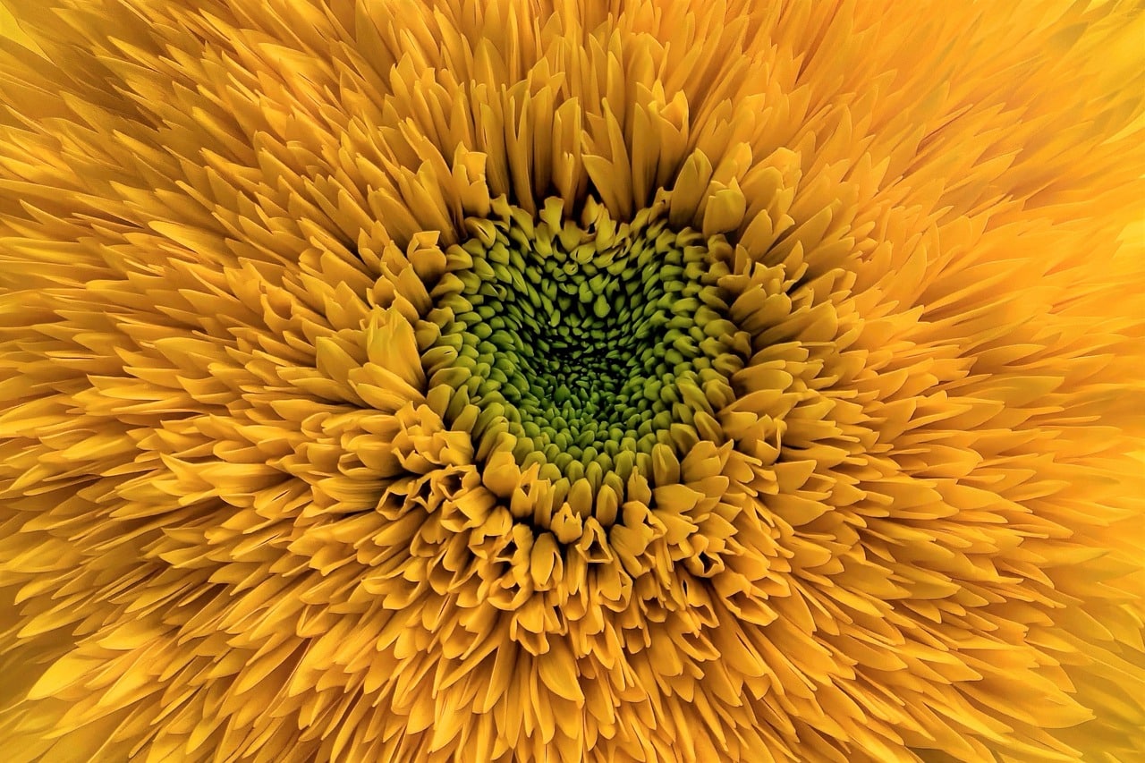 The green center of a yellow sunflower.