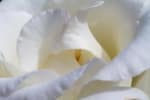 A close up of the center and a few petals of a beautiful white rose.