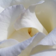 A close up of the center and a few petals of a beautiful white rose.