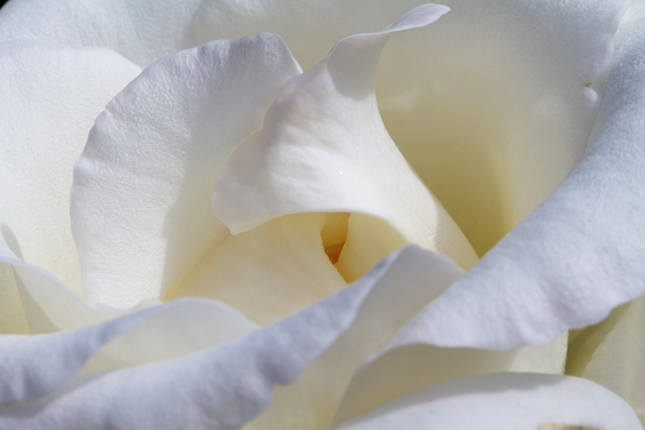 A close up of the center and a few petals of a beautiful white rose.