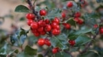 A green, leafy branch with bright red holly berries
