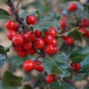 A green, leafy branch with bright red holly berries
