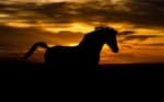 A magnificent black stallion against a backdrop of a dark sky and setting sun.